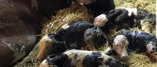 „Minune într-o localitate din România: O vacă a fătat patru viței
