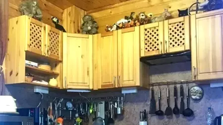 ILUZIE optică virală | Unde este pisica ascunsă în bucătărie?