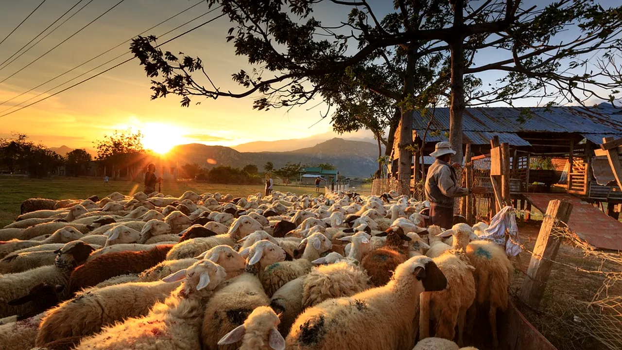 Alertă la granița de vest, după apariția unui FOCAR de febră aftoasă. ANSVSA convoacă întâlnire de urgență / Fermierii români cer oprirea importurilor