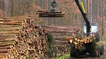 15 persoane sunt cercetate sub control judiciar în dosarul de EVAZIUNE fiscală în comerţul cu lemn. Prejudiciul este de peste 8,5 milioane de lei