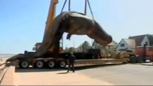 VIDEO. Ce se întâmplă cu o balenă eșuată când cade dintr-o macara