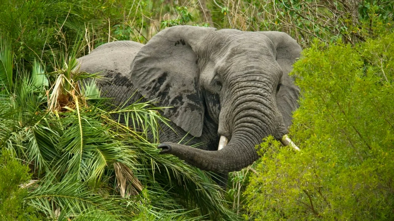 Din cauza secetei și a foametei, două țări africane OMOARĂ elefanți, hipopotami și zebre pentru a face rost de hrana necesară populației