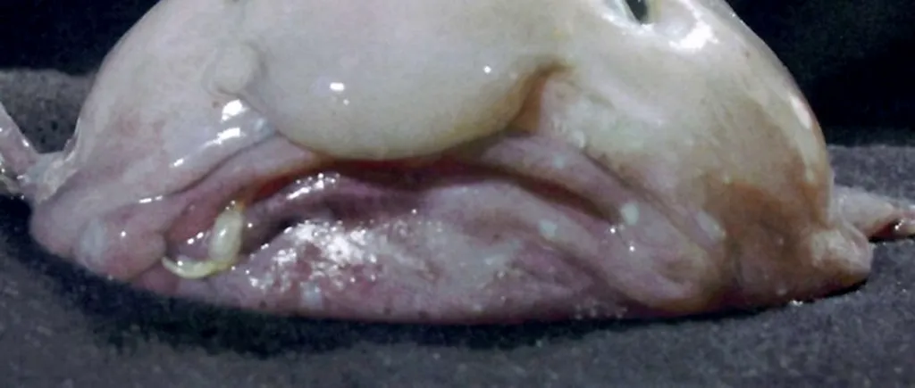 Un pește gelatinos amenințat cu dispariția, desemnat cel mai urât animal din lume