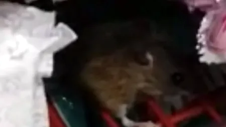 Cluj Napoca: Șoarece filmat în timp ce mânca ciocolată, într-un supermarket