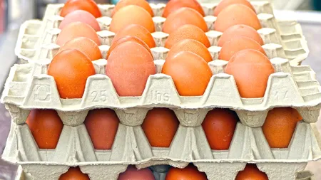 EXCLUSIV GÂNDUL FINANCIAR. Producătorii români își strigă disperarea: Avem cel mai mic preț din UE la ouă. Ne paște falimentul