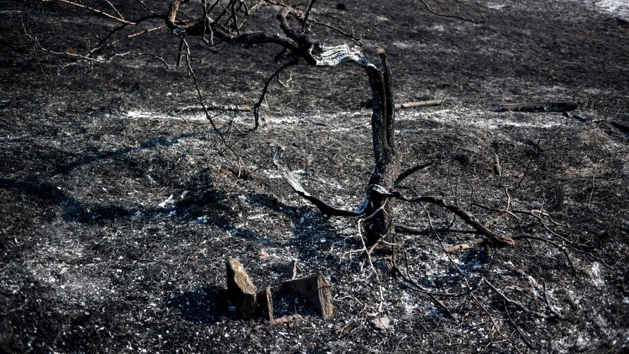 Risc mare de INCENDII în mai multe zone din Grecia. Ce regiuni sunt afectate