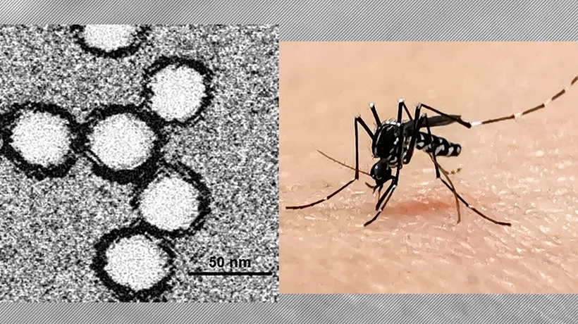Al doilea caz de infecție West Nile în Dolj, o femeie a decedat. Atenție la țânțari! Ce măsuri de prevenție recomandă medicii
