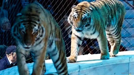 Duminică a avut loc ultimul spectacol cu animale la Circul Globus