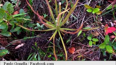 O nouă specie de plante carnivore, descoperită în Brazilia datorită unei poze de pe Facebook