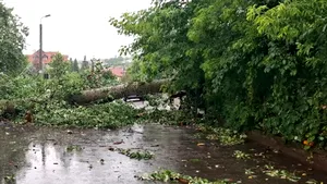 „Plopul lui Eminescu” a făcut ravagii culturale la Iași. Artiștii din urbe îl vor imortaliza frumos