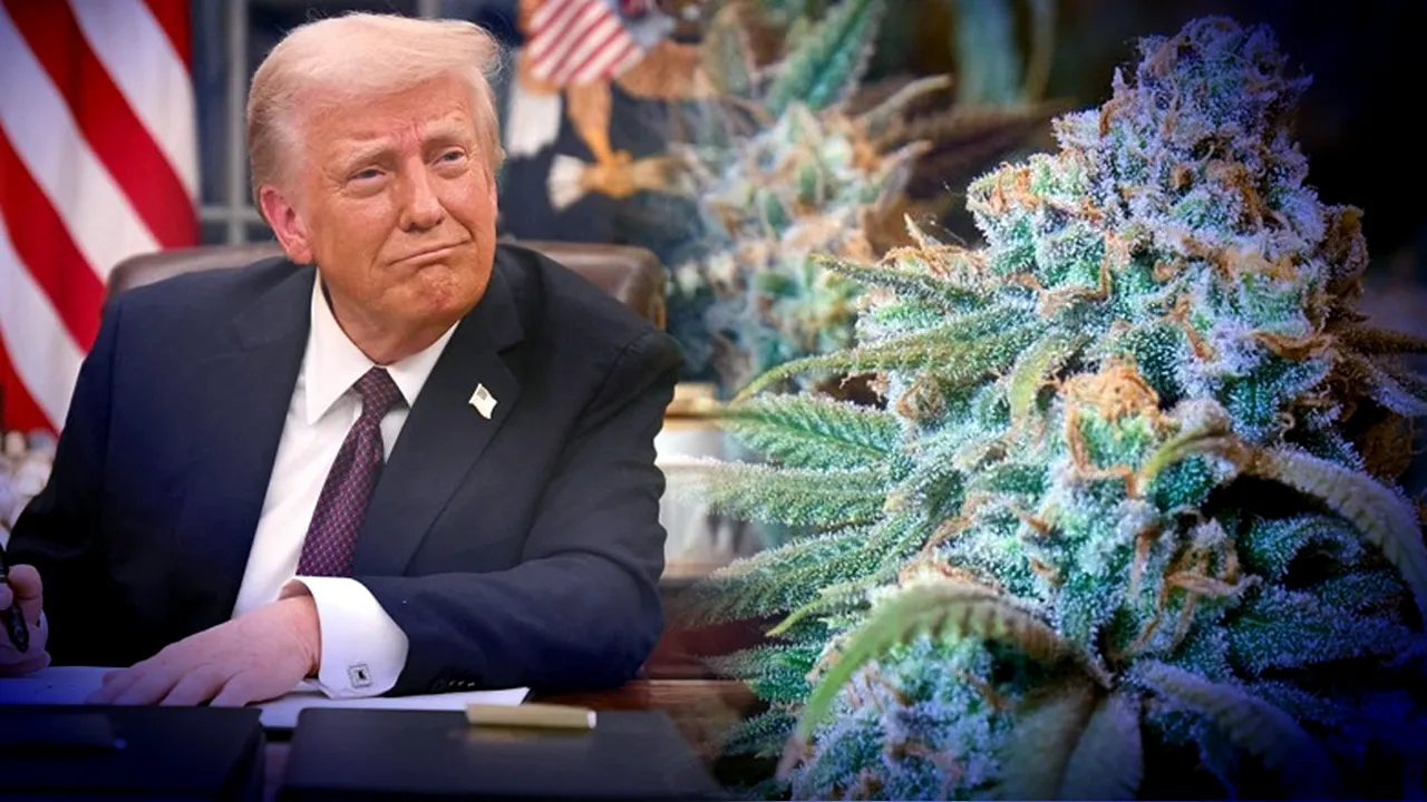 Trump semnează un ordin istoric. Canabisul nu mai e considerat la fel de periculos ca heroina sau cocaina și i se recunoaște beneficiile medicale