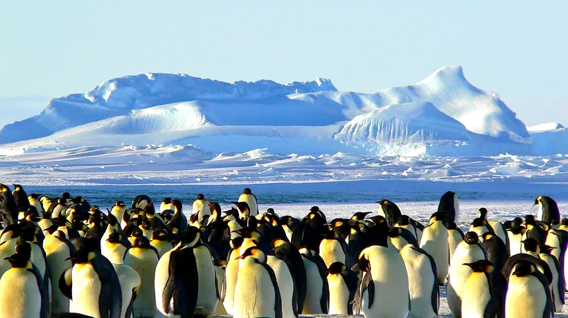 Încălzirea globală lovește din nou: 1.000 de pinguini imperiali, victimele topirii ghețarilor