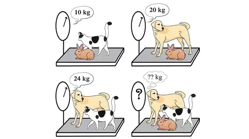 Test de inteligență | Câte kilograme au câinele, pisica și iepurele, împreună?