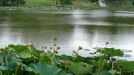 Nicuşor Dan anunţă soluţii pentru lacul din Parcul Circului: Am semnat certificatul de urbanism pentru execuţia unui puţ de mare adâncime pentru alimentarea lacului şi pentru irigarea spaţiului verde din parc