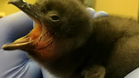 Un pui de pinguin a primit numele Bowie