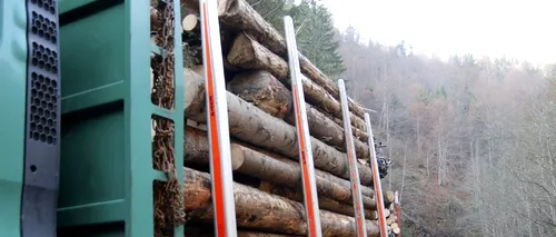 Cum a amânat „amprenta ciocanului aprobarea unei legi care pedepsește dur tăierile ilegale de arbori