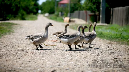 România PICĂ examenul urbanizării. Foarte multe orașe mici au un profil mai degrabă RURAL