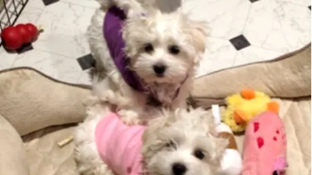 O celebră actriță dezvăluie că și-a clonat de două ori cățelul preferat