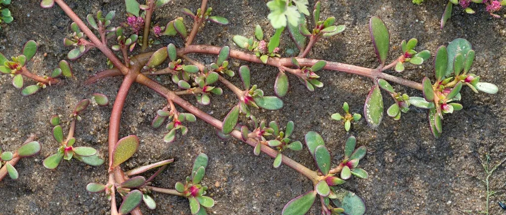 PLANTA miraculoasă pe care românii o văd drept o „buruiană”. Este o adevărată comoară pentru sănătate. Străinii plătesc bani grei să o cumpere