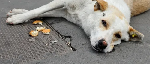 Câini găsiți morți pe marginea unei șosele din Călărași, unii având urme de alice