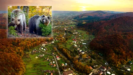 Taxă lunară de 25 de lei pentru a deveni părinte virtual. Locul din România în care poți „adopta” un urs sălbatic