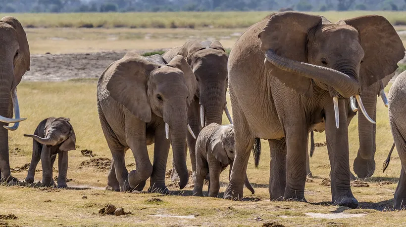 Turmă de elefanți migratori din China, pornită într-o călătorie de 500 de kilometri (VIDEO)