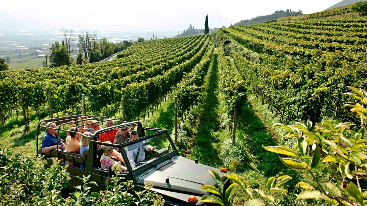 MUNCĂ. Proprietarul unei crame din Italia a trimis avionul charter după opt muncitoare românce! De ce a recurs la acest „gest nebunesc”