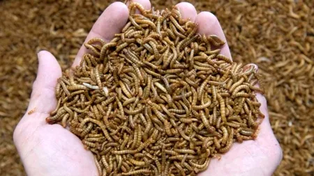 Noua delicatesă din bucătării! Larva gândacului de bălegar, autorizată ca hrană de Comisia Europeană