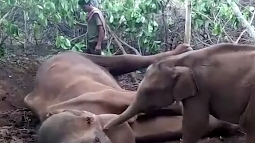 Momentele emoționante dintre un elefant și mama lui: Încerca să o trezească, dar nu știa ce se întâmplase - VIDEO