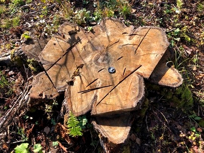 Arbore de 300 de ani din pădurea Bârnova, tăiat pentru lemn de foc / Foto Asociația Codrii Iașului