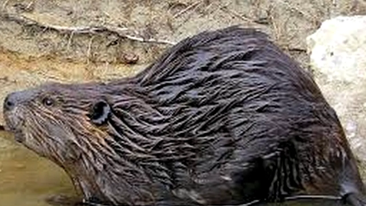 Castori considerați dispăruți de 200 de ani, observați pe râurile Prahova și Teleajen