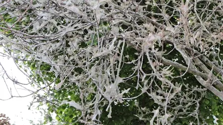 Sudul Londrei a fost invadat de omizi. FOTO