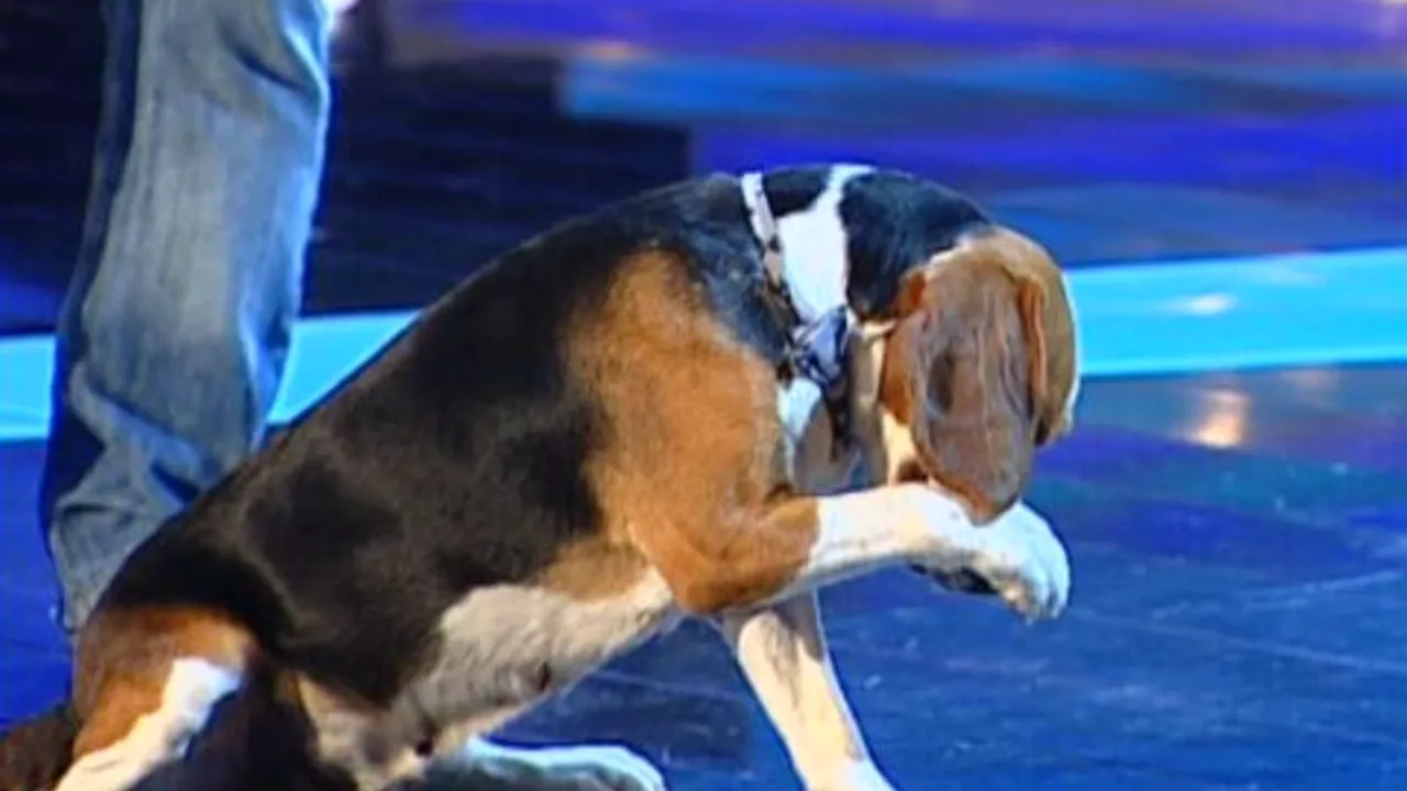 ROMÂNII AU TALENT, sezonul 2. Dresoarea care l-ar putea îmblânzi și pe Chuck Norris și cățelușa ei au făcut furori la ultima semifinală