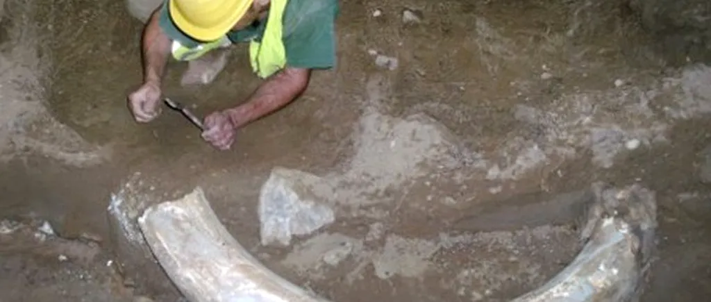 Un colț de mamut, vechi de 10.000 de ani, descoperit pe un șantier din Düsseldorf
