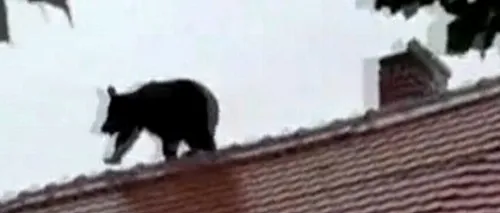 Dosar penal după ce un urs a fost împușcat în Sibiu. „Ideea a fost să fie imobilizat prin tranchilizare. Din păcate, se deplasa cu o viteză foarte mare