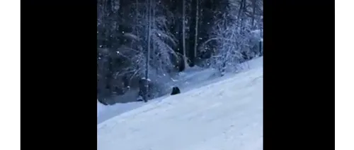 VIDEO Urs filmat pe pârtia Clăbucet, la câțiva metri de turiști