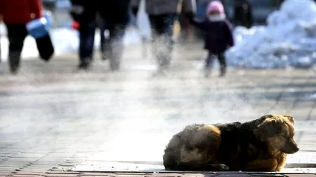 Cauza științifică a gerului și ninsorilor care au pus stăpânire pe Europa în această săptămână