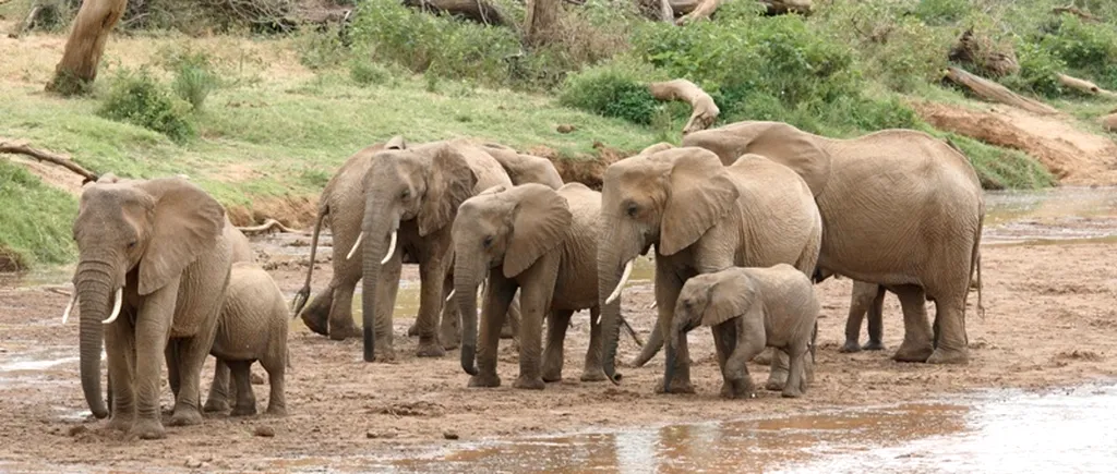 Elefanții, o specie pe cale de dispariție din cauza cererii de fildeș