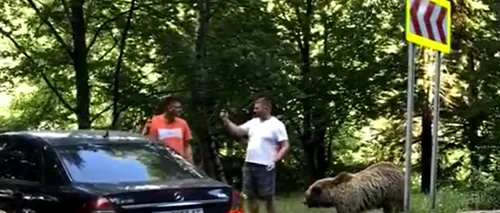 Doi ucraineni au fost ATACAȚI de un urs pe Transfăgărășan, când îl hrăneau și se fotografiau cu el. Cum au scăpat de furia animalului