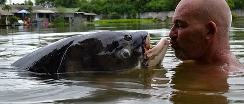 A mers în Thailanda la pescuit și a prins cel mai mare crap din lume. Cum arată monstrul de 68 de kg