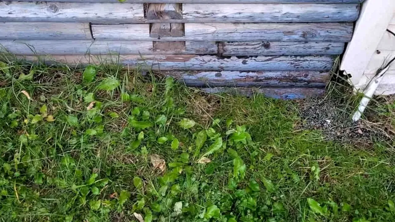 ILUZIE OPTICĂ virală | Doar geniile pot găsi salamandra în această imagine. Tu poți?