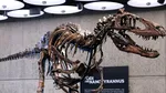 Sumă uriașă pentru un schelet de dinozaur. S-a vândut la licitație cu aproape 50 de milioane de dolari