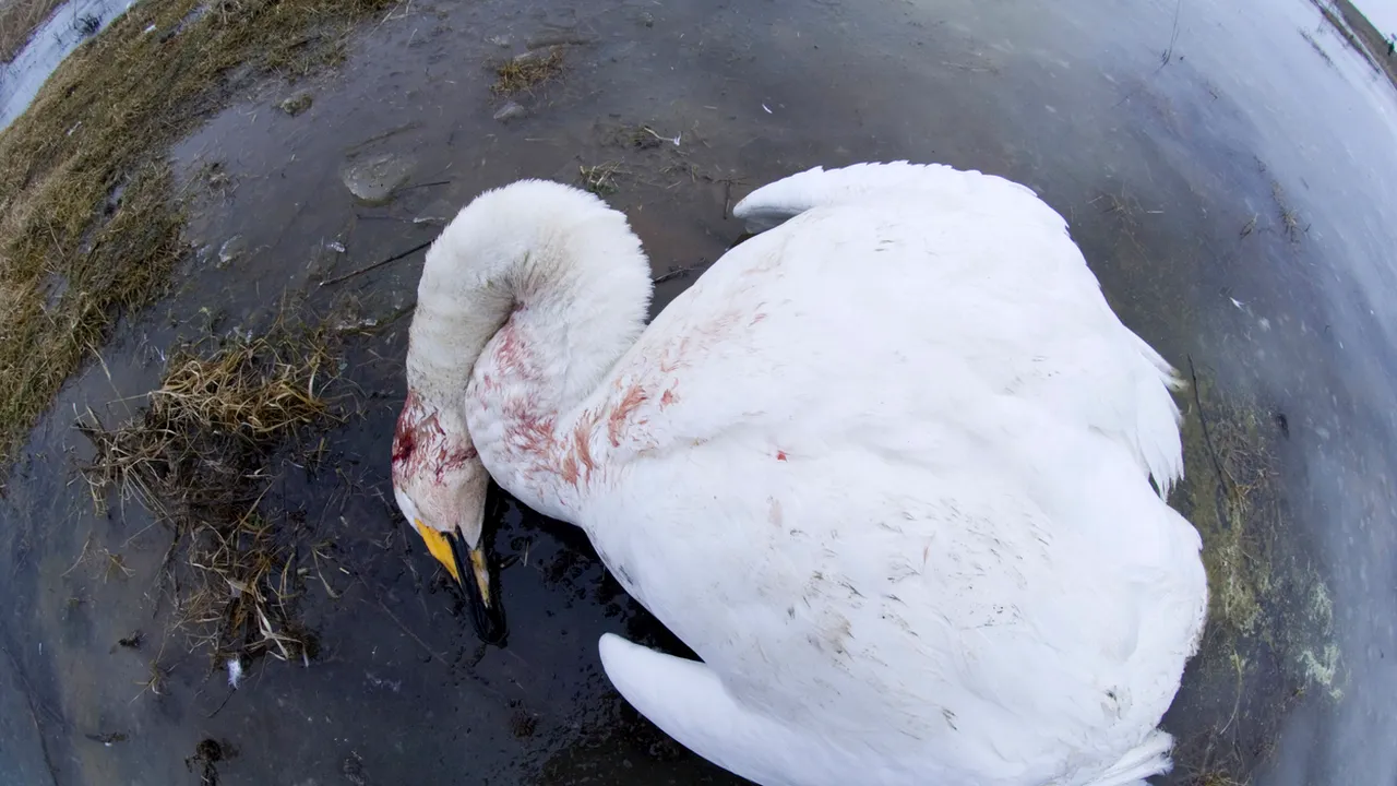 Alertă de gripă aviară în județul Suceava. Mai multe lebede au fost găsite moarte pe un iaz