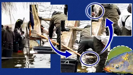 Bătaia peștelui în Lacul Herăstrău. Trecătorii au rămas mască. Imagini unice filmate azi, 17 februarie