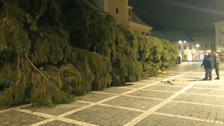 Bradul de Crăciun din Brașov are 70 de ani și 28 de metri și aproape 10 tone