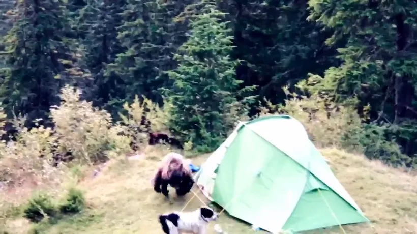 VIDEO cu atacul sălbatic al unei ursoaice din BUCEGI / Turiștii au țipat și au dat cu petarde, dar tot degeaba!