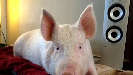 Cât costă un porc Marele Alb acum, în noiembrie 2025. De unde cumpărăm animalul pentru Crăciun: supermarket vs. producător local