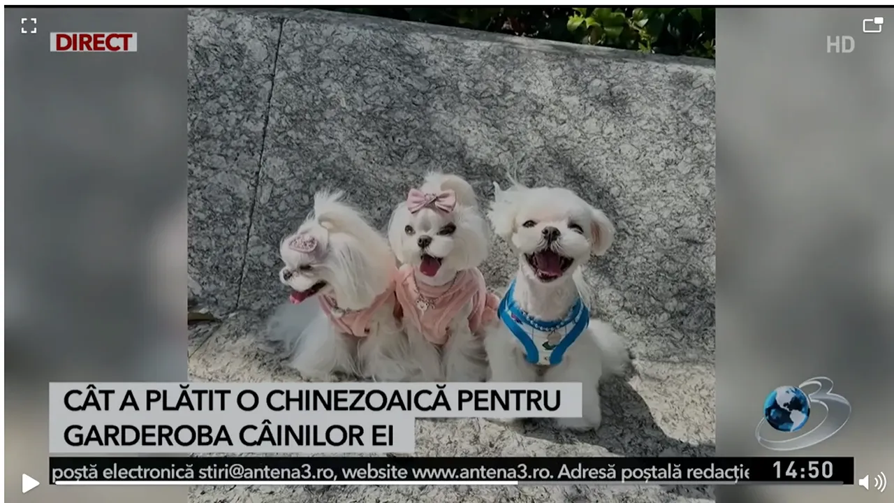La patru ace, made in Italia. Soarta, ținuta și garderoba fabuloasă a unor sărmani bișoni din China