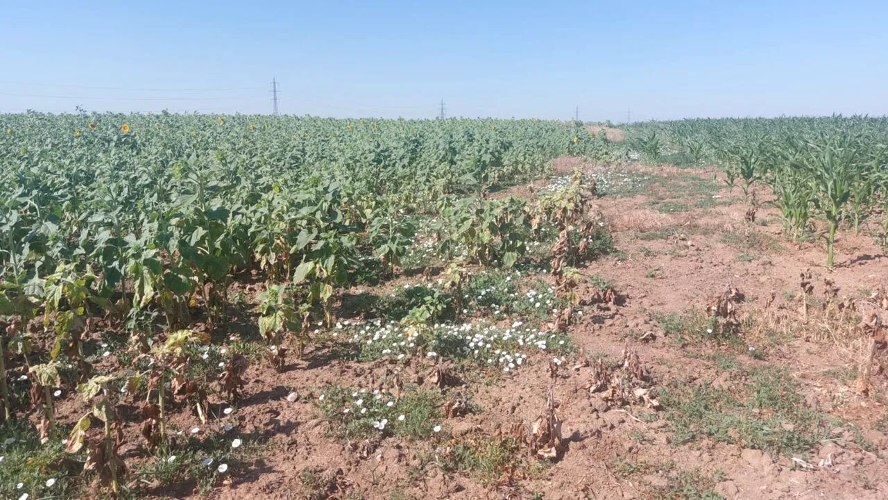 LOVITURĂ pentru agricultorii din Dolj. Culturile de porumb și floarea - soarelui, în pericol: 