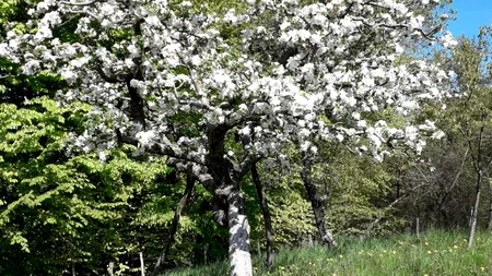 Cu ce trebuie STROPIȚI pomii fructiferi, în luna aprilie, pentru a avea o recoltă bogată la toamnă